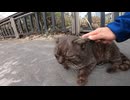 ちょっと強面の野良猫、撫で撫でしてみたら人懐っこい猫だった