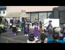 てんしゃばフェスタ踊り子隊　コバトンよさこい　第21回ボランティアまつり