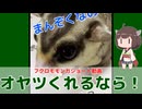 【 #フクロモモンガ 】フクモモの懐かせ方！オヤツを食べてる時にじっくり撫でる！【 #おはモモンガ 】