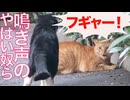 【猫】鳴き声のクセがやばいヤツら