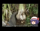 ゆっくり農民249ニンニクを育ててみませんか？#17