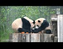 PandapiaLive_2024_10_24