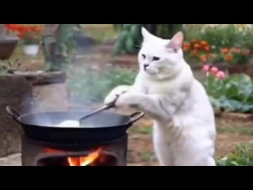 ホモと見るチャーハンを作ってしまう猫