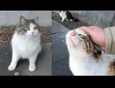 懐く三毛猫と懐かないノルウェージャンっぽい野良猫「最後に奇跡が起こった」