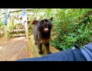 猫神社を御守りする黒猫は訪れる人に甘えてかわいい