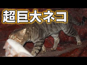 急速に進化するオーストラリアのノネコに衝撃の変化が！！【解説動画】