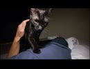 【猫旅館】朝6時になったら猫が次々と起こしに来る