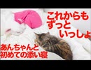 コムギ娘猫とウチューネコ、「初」のなかよし添い寝