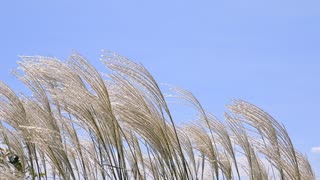秋の日は釣瓶落とし / 知声