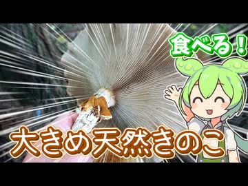 掌より大きい河川敷キノコを焼いて食べるずんだもん【ヤナギマツタケ】