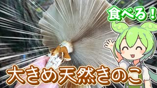 掌より大きい河川敷キノコを焼いて食べるずんだもん【ヤナギマツタケ】