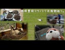 城崎豊岡コウノトリ水族館巡り。