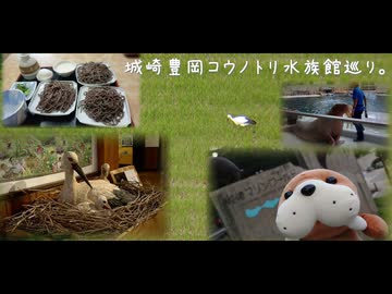 城崎豊岡コウノトリ水族館巡り。