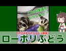 【 #フクロモモンガ 】シャインマスカットの代わりにFF14のローポリぶどうをプレゼントするとどうするか？！【 #おはモモンガ 】