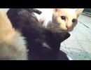 しろとくろとしま