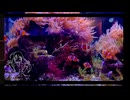 鑑賞魚feat初音ミク 音街ウナ