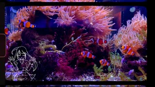 鑑賞魚feat初音ミク 音街ウナ