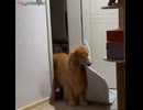 ホモと見る飼い主と添い寝がしたい犬