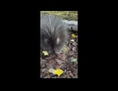 Camporcupine mode!!