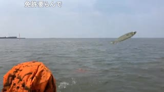 【さわだアルス】驚異のボラアタック【カヤックフィッシング】通常再生