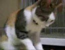 ぬこがひたすら揉み続ける動画