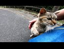 目の綺麗な野良猫が座っていたので近づいてナデナデしたら喜んで膝の上に乗ってきた