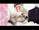 コムギ子猫、暴走母性と対決する