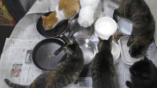 今週のおやつ（本隊）【蒼民家の猫々】