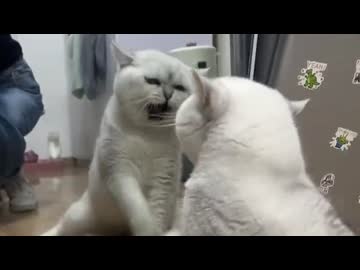 ホモと見る鏡に映った自分と戦うネコ