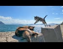とにかく人懐っこい猫島の防波堤の猫
