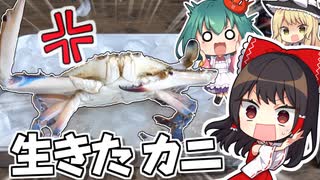 スーパーで買ったワタリガニが生きてて大パニック！ワタリガニのトマトパスタの作り方！ワタリガニのさばき方【料理】【ゆっくり実況】