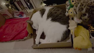 レム睡眠を観察する