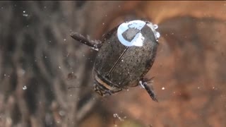 秋のいつもの生き物