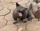 ホモと見るドラクエの敵モンスターにしか見えないイッヌ