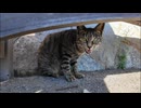 猫島の通りで椅子の下にいた猫が何か話し掛けてきた