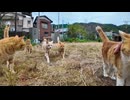 茶トラ猫小学校、生徒たちが登校してきます