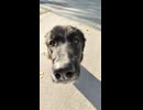 救助から2日後のわんこ