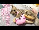 コムギ子猫、おともだちができる