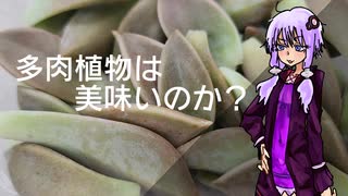 多肉植物、石蓮花は美味いのか？
