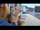 雨が降り出したので島の農協事務所の軒先で雨宿りしていたら猫も雨宿りに集まってきた
