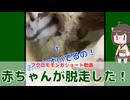 【 #フクロモモンガ 】脱嚢したばかりの子を母親が部屋散歩中に置いていった！？【 #おはモモンガ 】