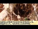 淫夢想起談「家の裏の穴」