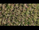 Cosmos field in Nantan City, Kyoto Prefecture. 安江篤