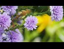Aster mystery lady flower. 安江篤