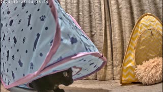 仔猫どもが、ひたすら暴れまくるだけの動画はこちらですｗ 2024-10-28