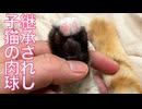 コムギ子猫、成長した唯一無二の肉球