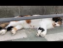 ぐっすりお昼寝しているネコさん(三毛猫)＠大阪府堺市20241027 iPhoneSE2