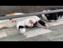 グーッと伸びをしてからのバンザイ状態で寝ているネコさん(三毛猫)＠大阪府堺市20241027 iPhoneSE2