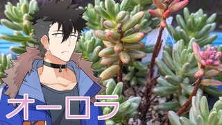 【多肉植物】センペラーは普及種に癒されたい＃3【ソフトウェアトーク劇場】