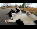 撫でると時々急にゴロンと転がる野良猫がカワイイ